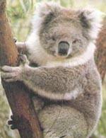 koala4.jpg